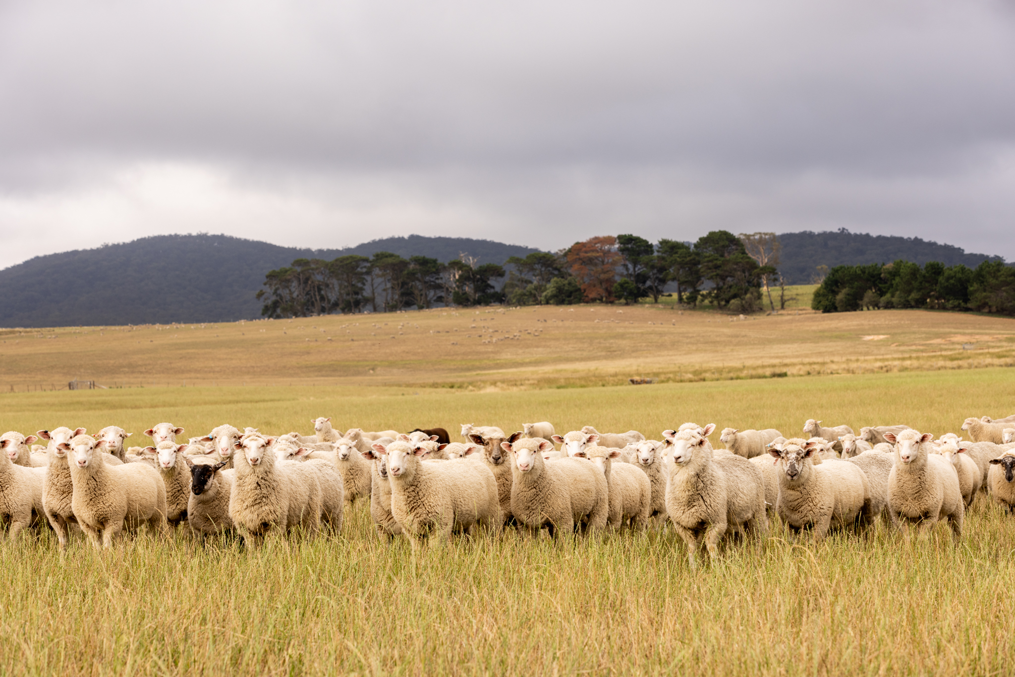 Stop the Tarago Waste Incinerator Long Water Agricultural Association