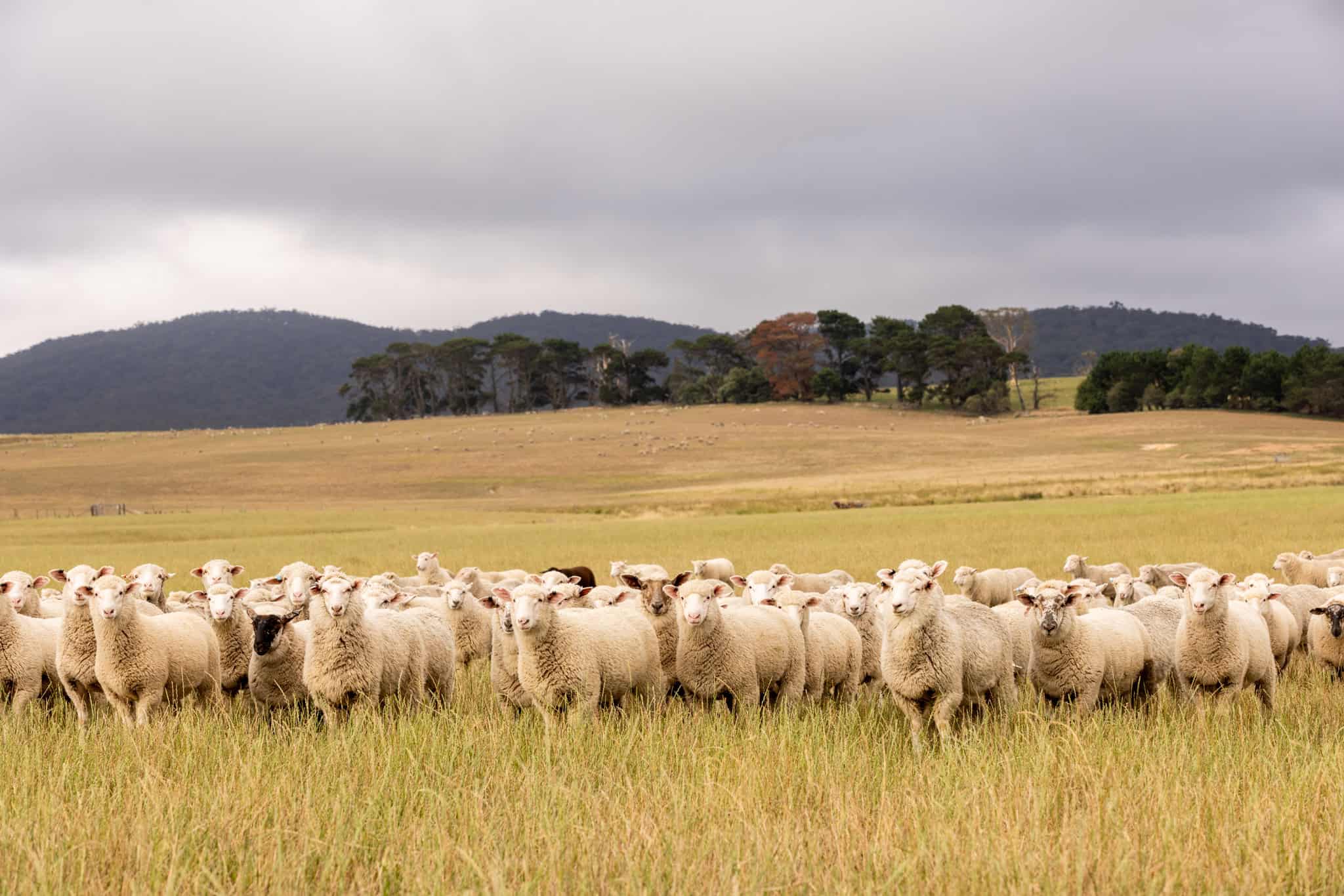 Ongoing forcing of Metropolitan issues onto regional areas